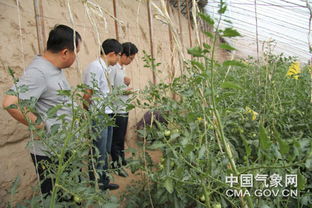 吳起氣象服務(wù)進(jìn)大棚，科技賦能農(nóng)業(yè)園藝新篇章