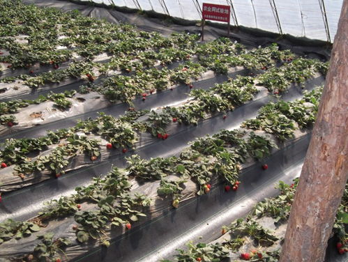 除草布 現代農業與園藝的高效生態抑草解決方案