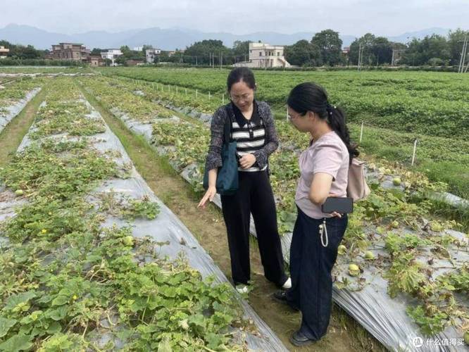 華南農(nóng)業(yè)大學(xué)科技特派員團(tuán)隊(duì)赴太平鎮(zhèn)，助力金門(mén)村香瓜“舒困”農(nóng)業(yè)園藝服務(wù)